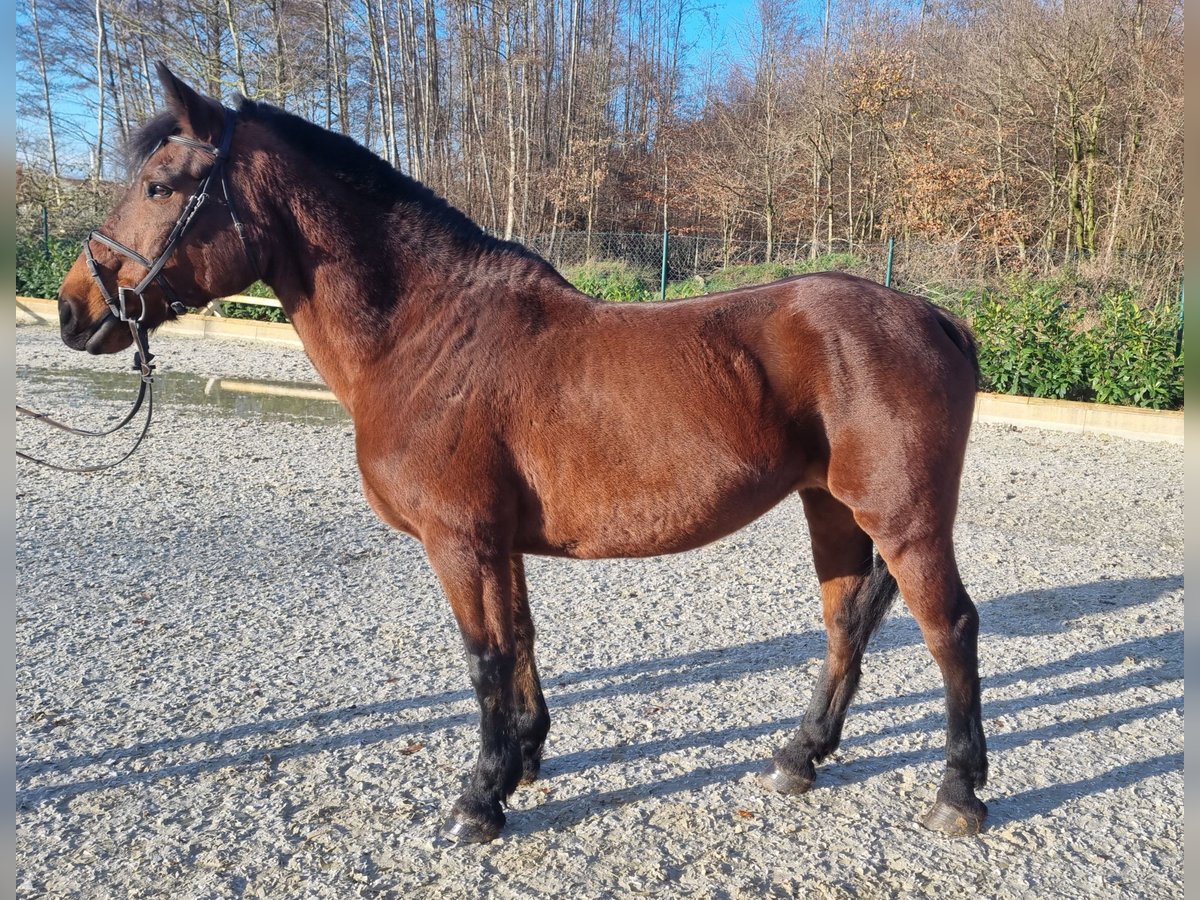 Autres chevaux de trait Jument 7 Ans 157 cm Bai in Wettrup