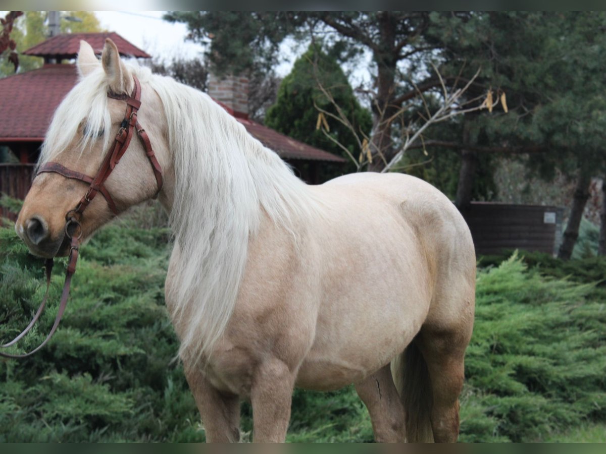 Autres chevaux de trait Jument 8 Ans 163 cm Palomino in B&#xE9;k&#xE9;s