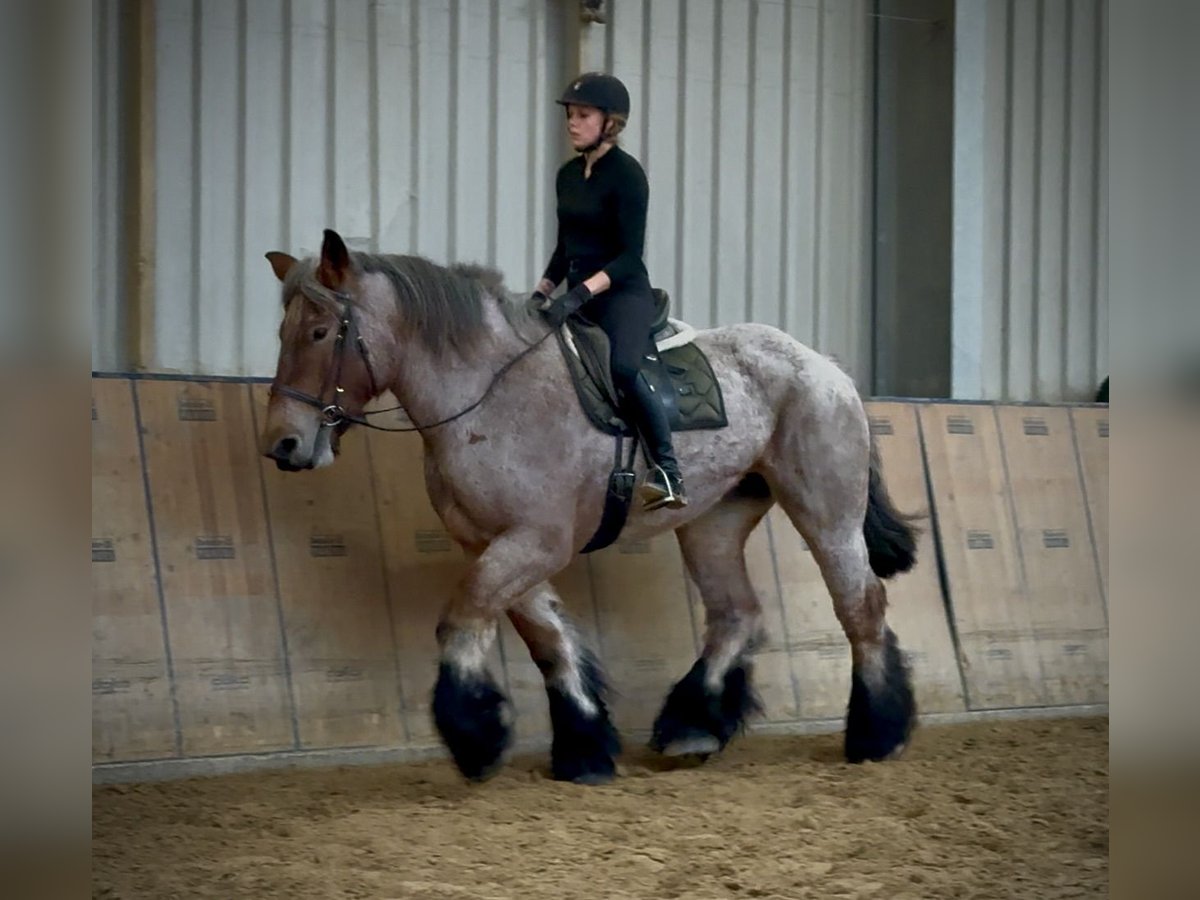 Autres chevaux de trait Jument 8 Ans 170 cm Aubère in Neustadt (Wied)