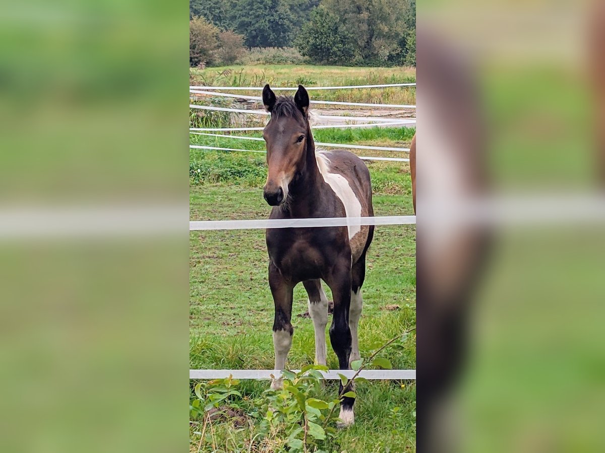 Autres chevaux de trait Croisé Jument Poulain (04/2025) 168 cm Pinto in Weener