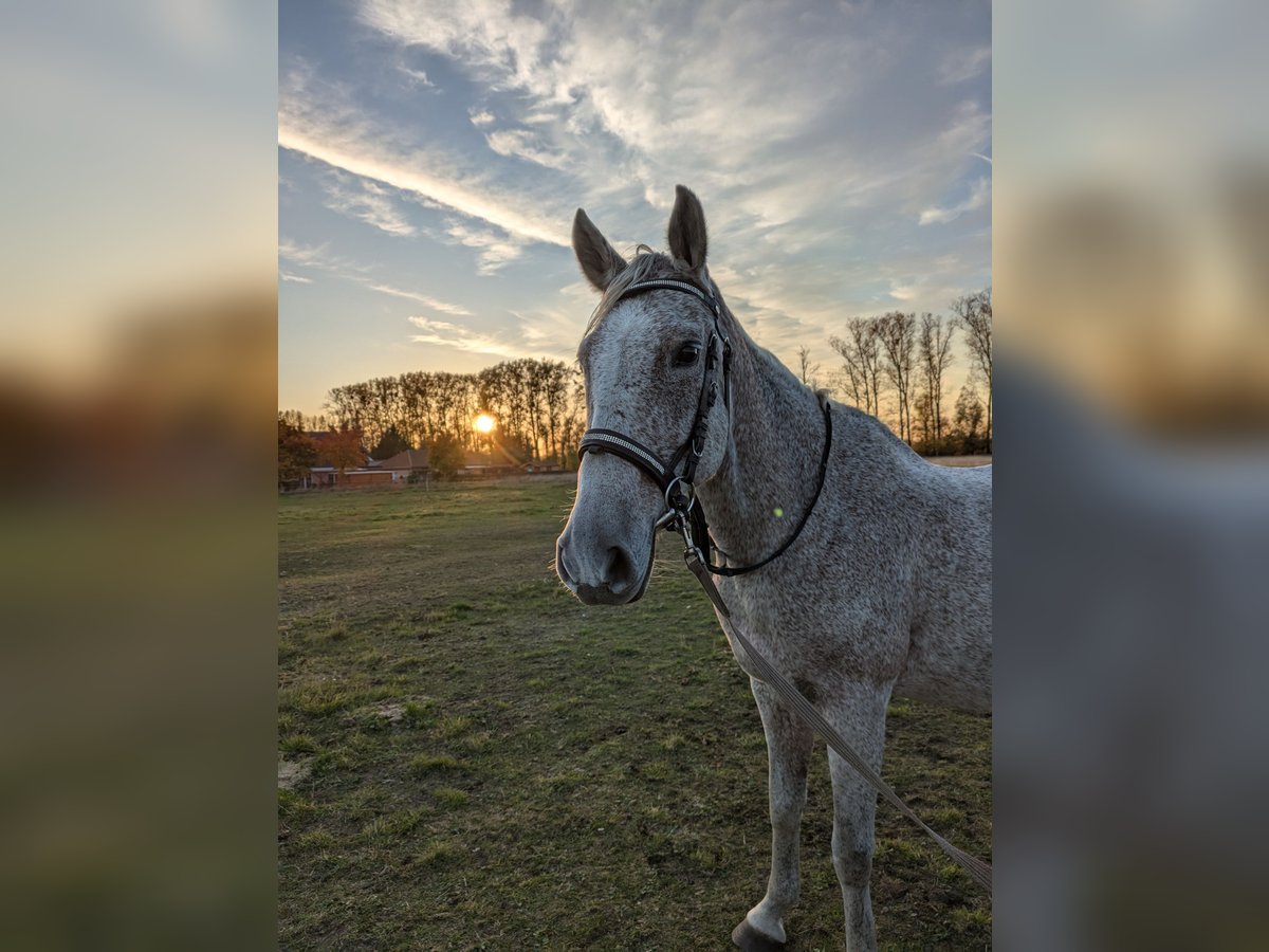 Autres races Étalon 17 Ans 155 cm Gris moucheté in Liebenwalde