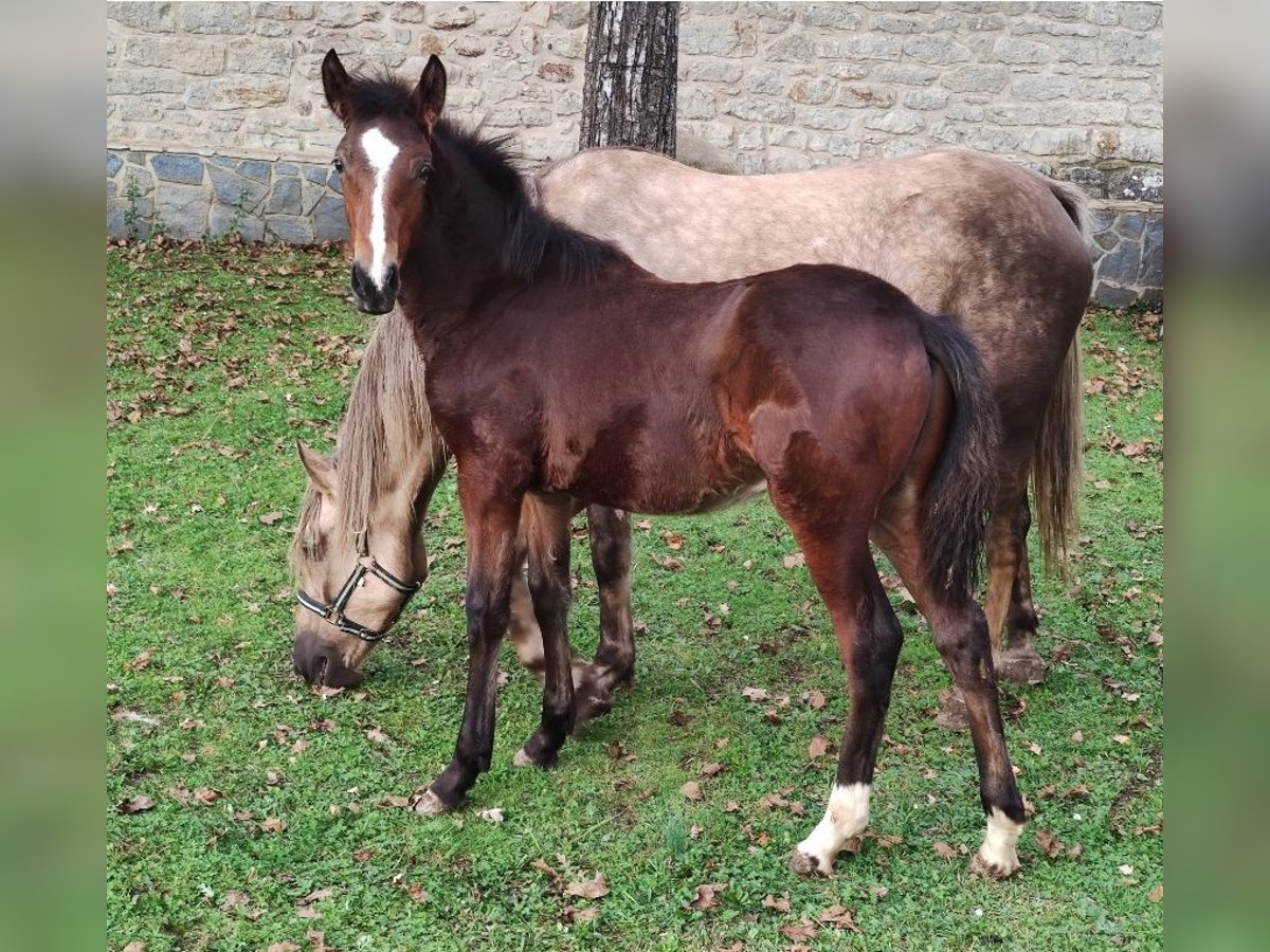 Autres races Étalon 1 Année Bai in Zaldibar