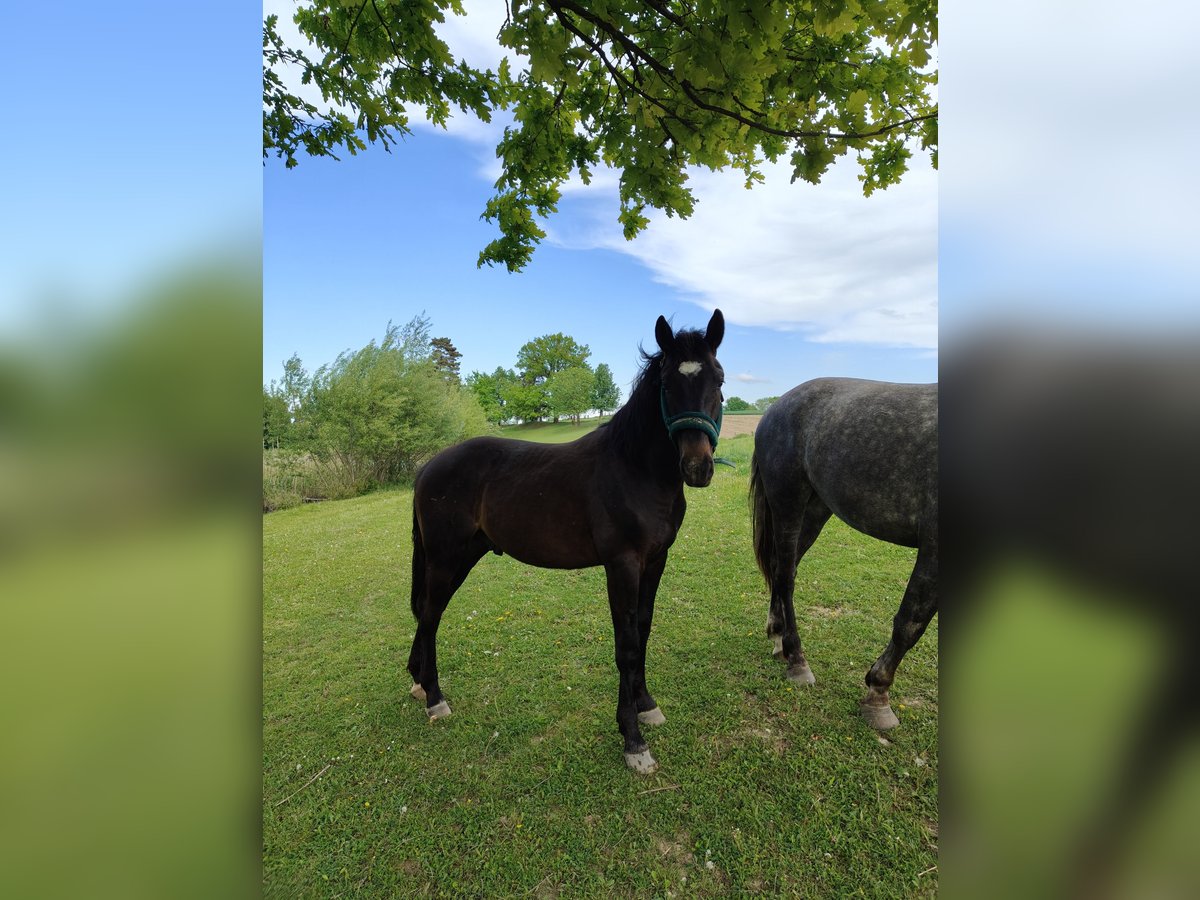 Autres races Étalon 1 Année Noir in Kietlin