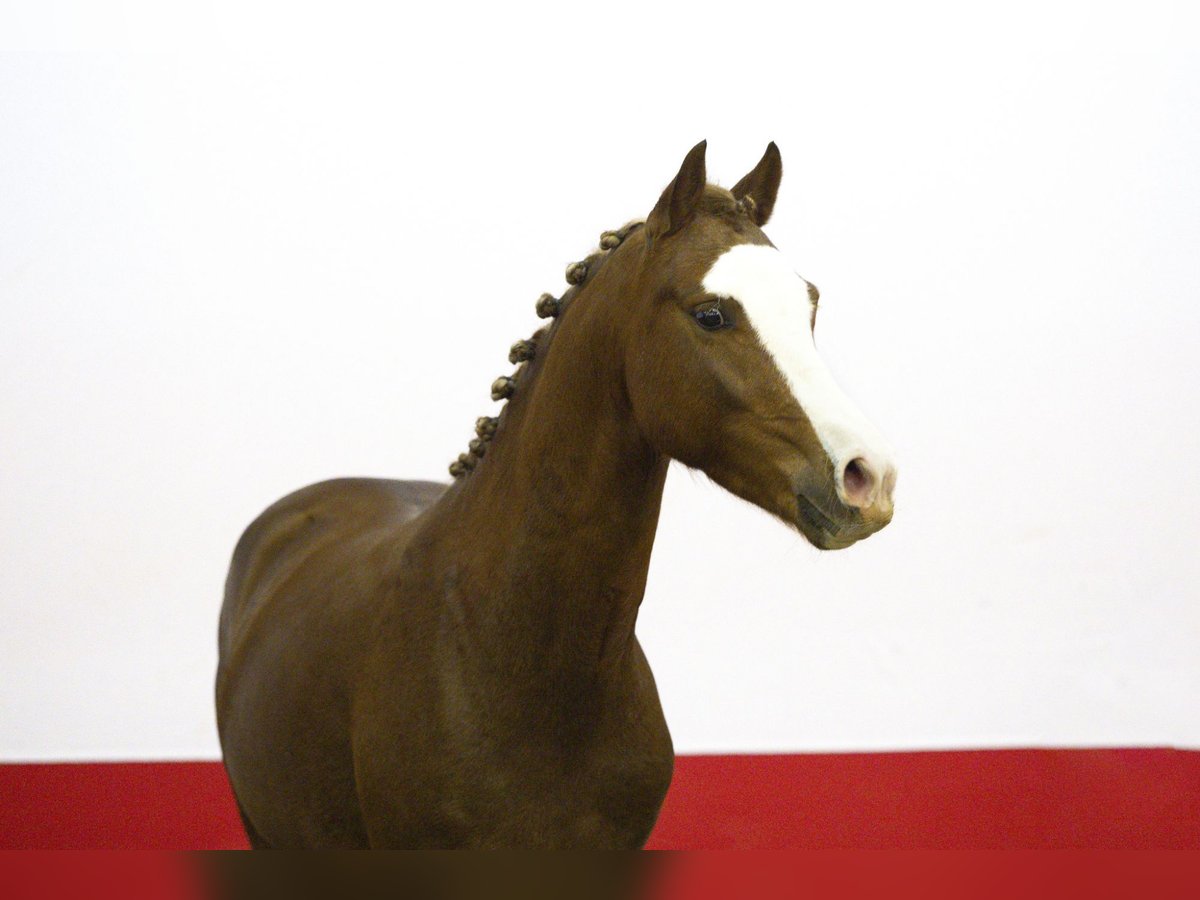 Autres races Étalon 2 Ans 135 cm Alezan in Waddinxveen