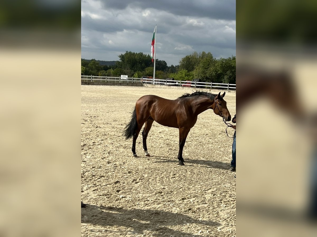 Autres races Étalon 2 Ans 166 cm Bai in Pleven