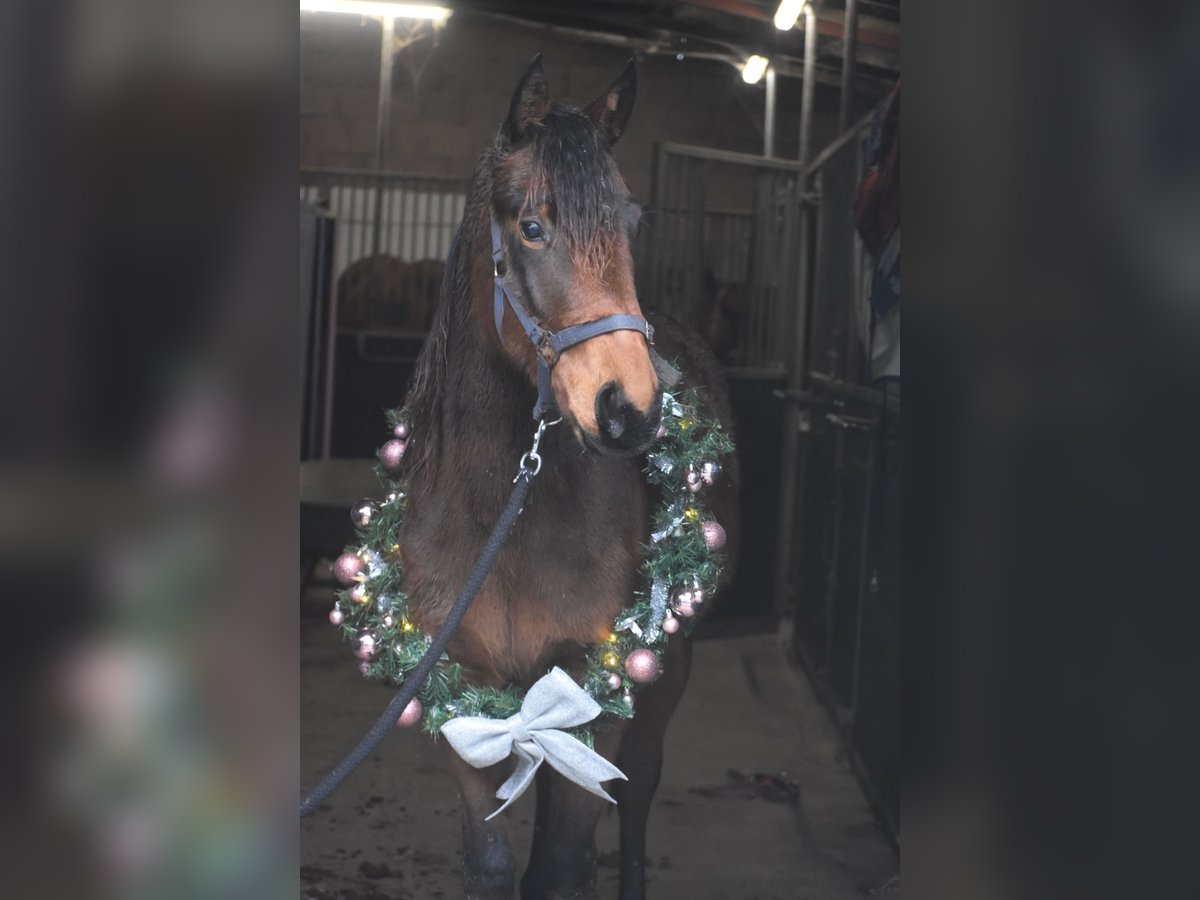 Autres races Étalon 2 Ans Bai brun in Achtmaal