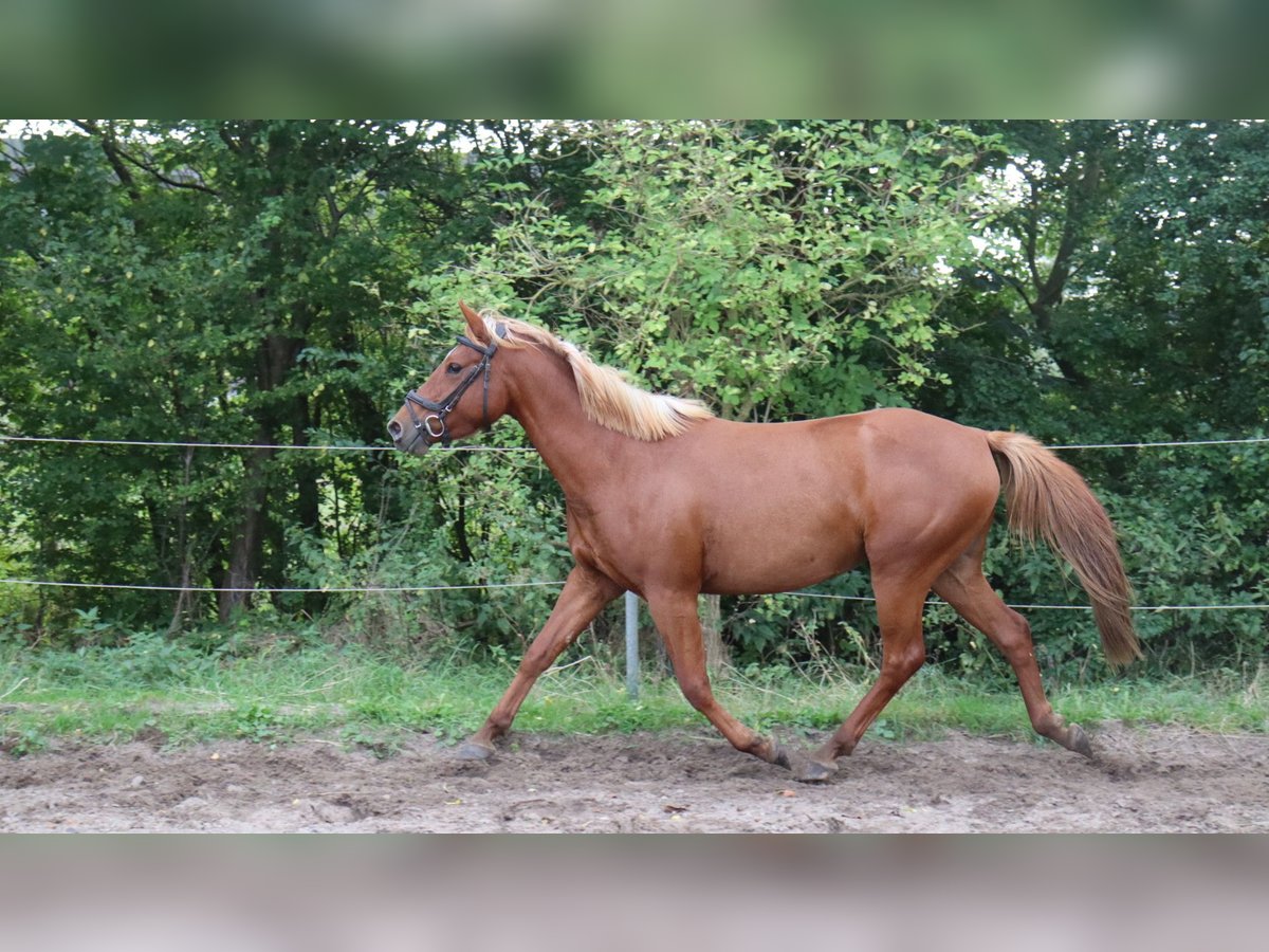 Autres races Croisé Étalon 3 Ans 146 cm Alezan in Schlichting