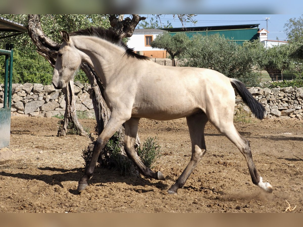 Autres races Étalon 3 Ans 154 cm Buckskin in NAVAS DEL MADRONO