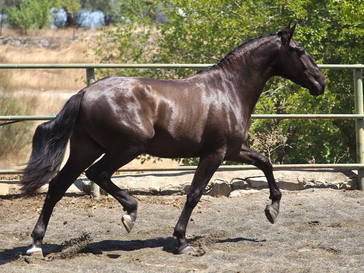 Autres races Étalon 3 Ans 163 cm Noir in NAVAS DEL MADRONO