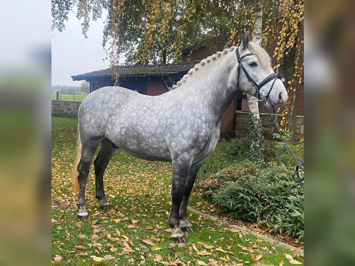 Autres races Étalon 5 Ans 156 cm Gris in Hopsten