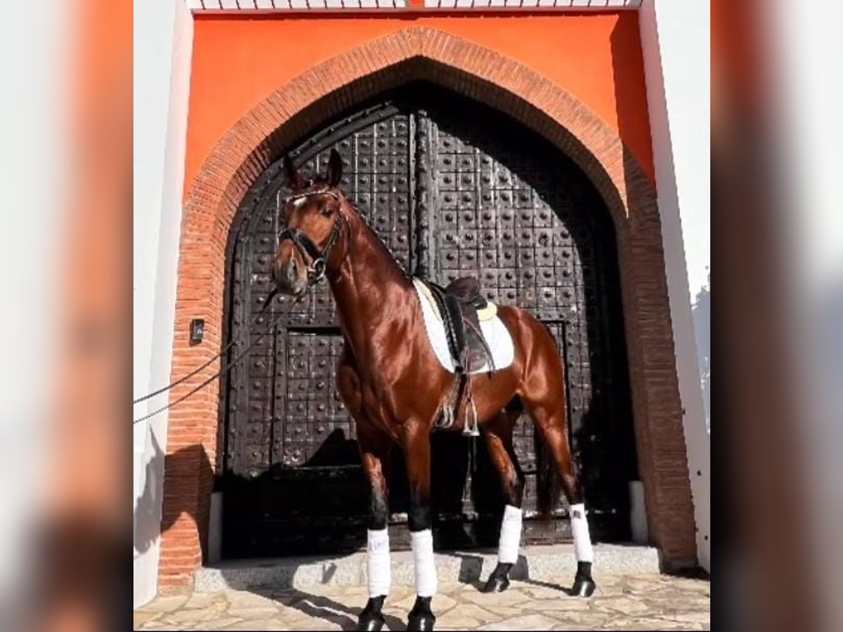 Autres races Croisé Étalon 5 Ans 160 cm Bai in Pago Del Humo