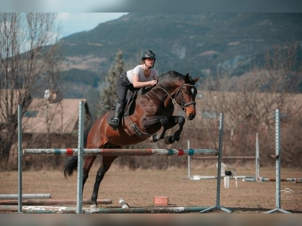 Autres races Étalon 5 Ans 165 cm Bai brun in Embrun