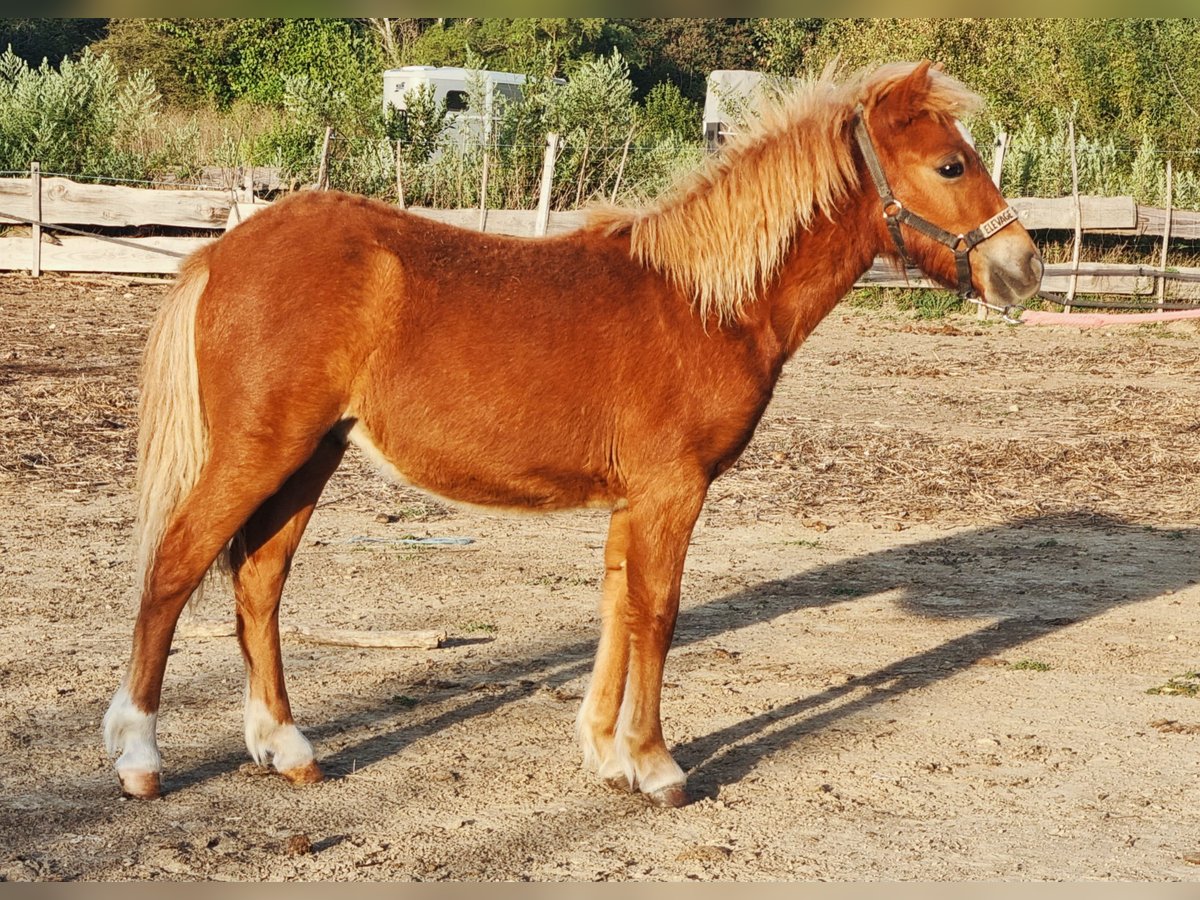 Autres races Étalon Poulain (02/2024) 118 cm Alezan in Allègre les fumades