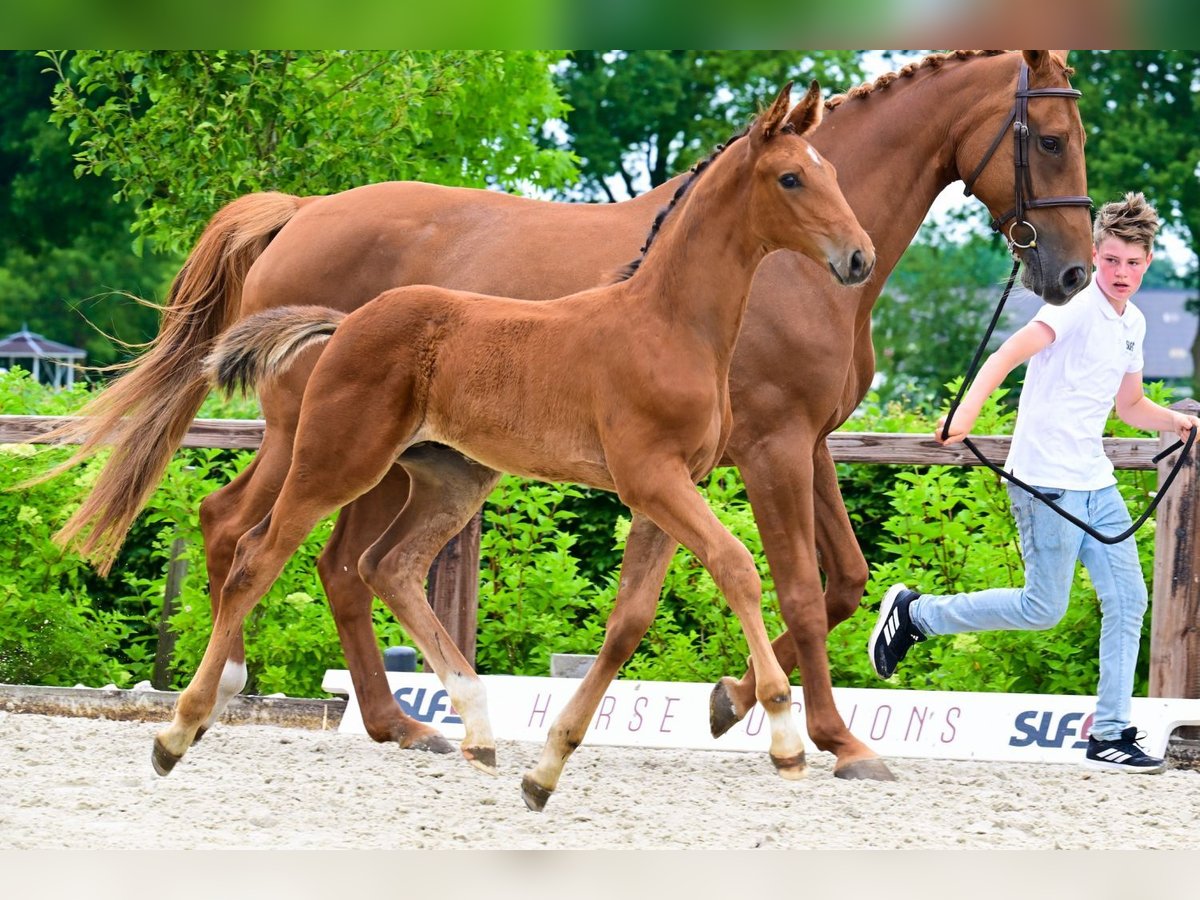 Autres races Étalon  Bai in Bladel