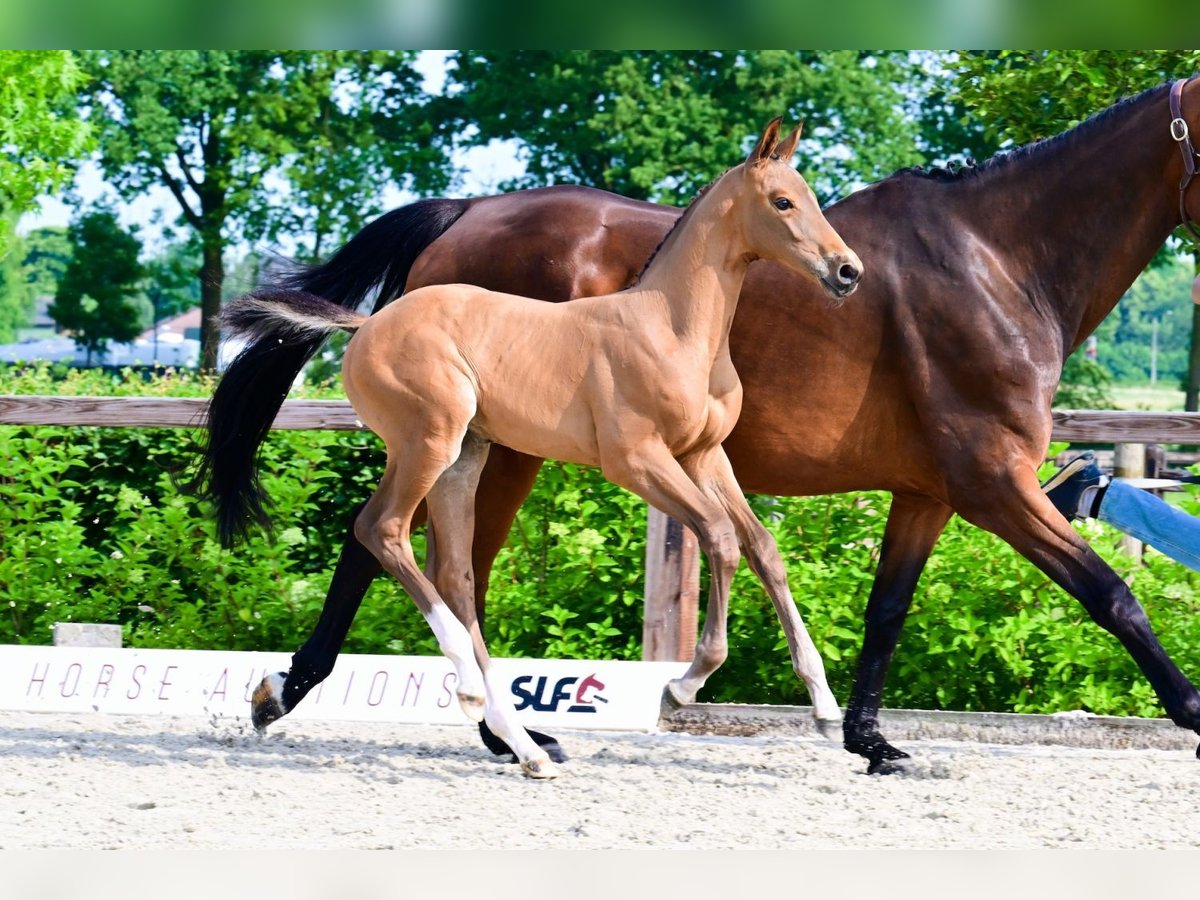 Autres races Étalon  Bai in Bladel