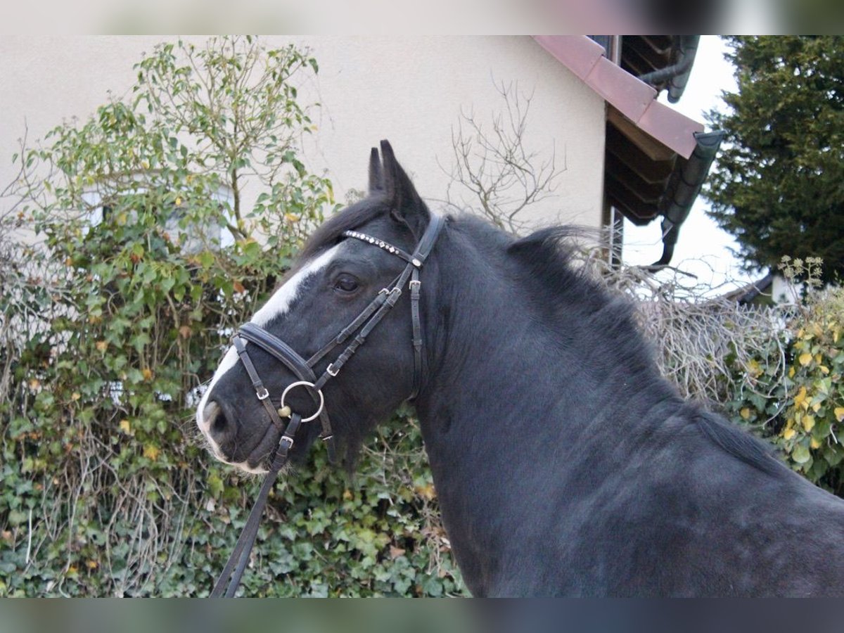 Autres races Hongre 10 Ans 147 cm Noir in Sonnefeld
