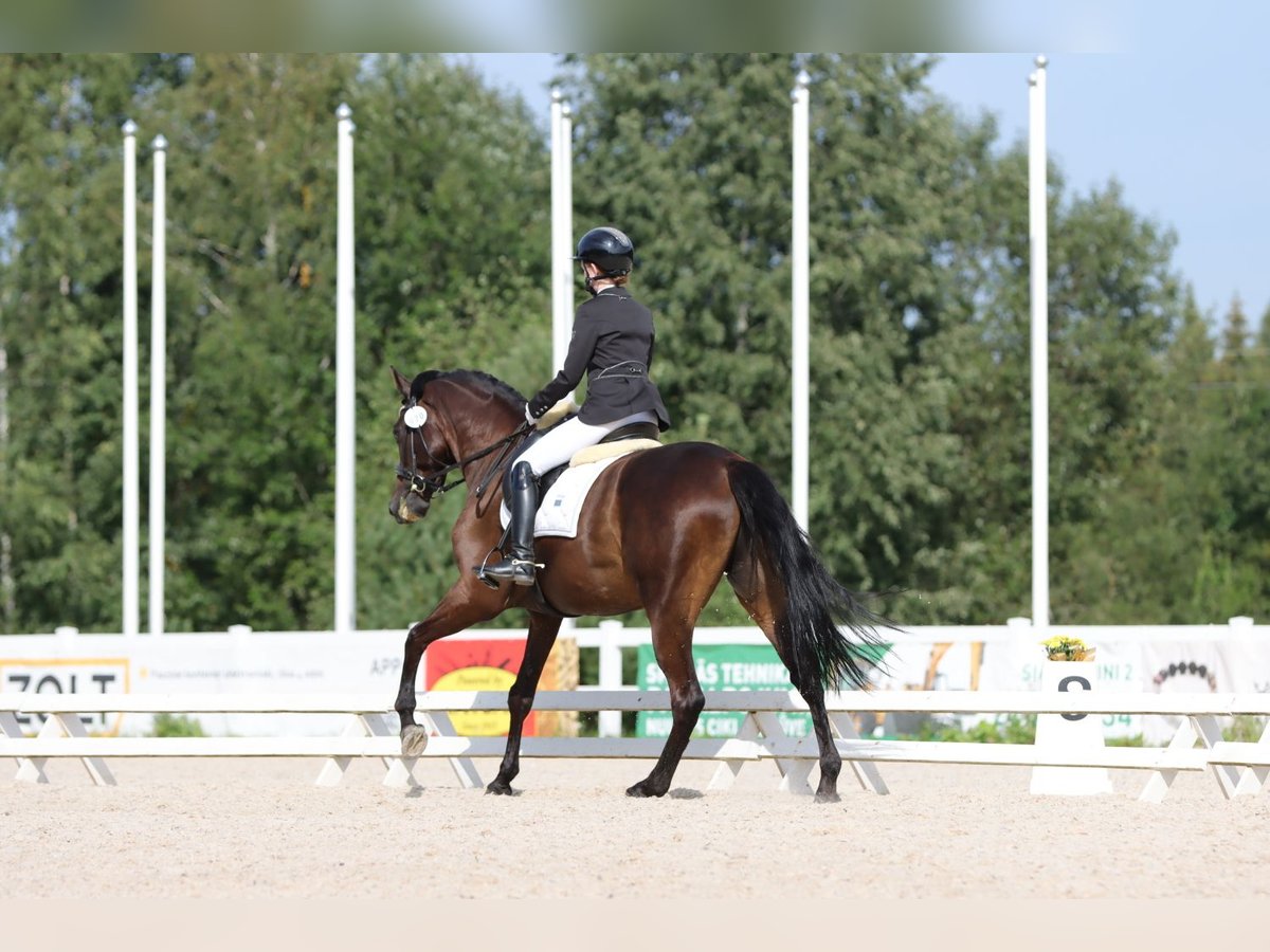 Autres races Hongre 10 Ans 169 cm Bai in Mārupe