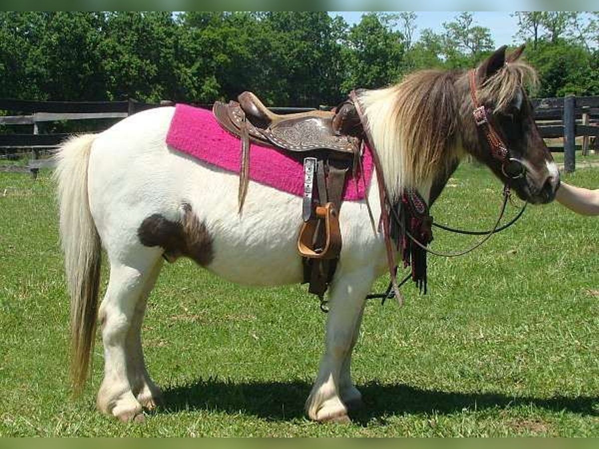 Autres races Hongre 10 Ans 86 cm Pinto in Lexington