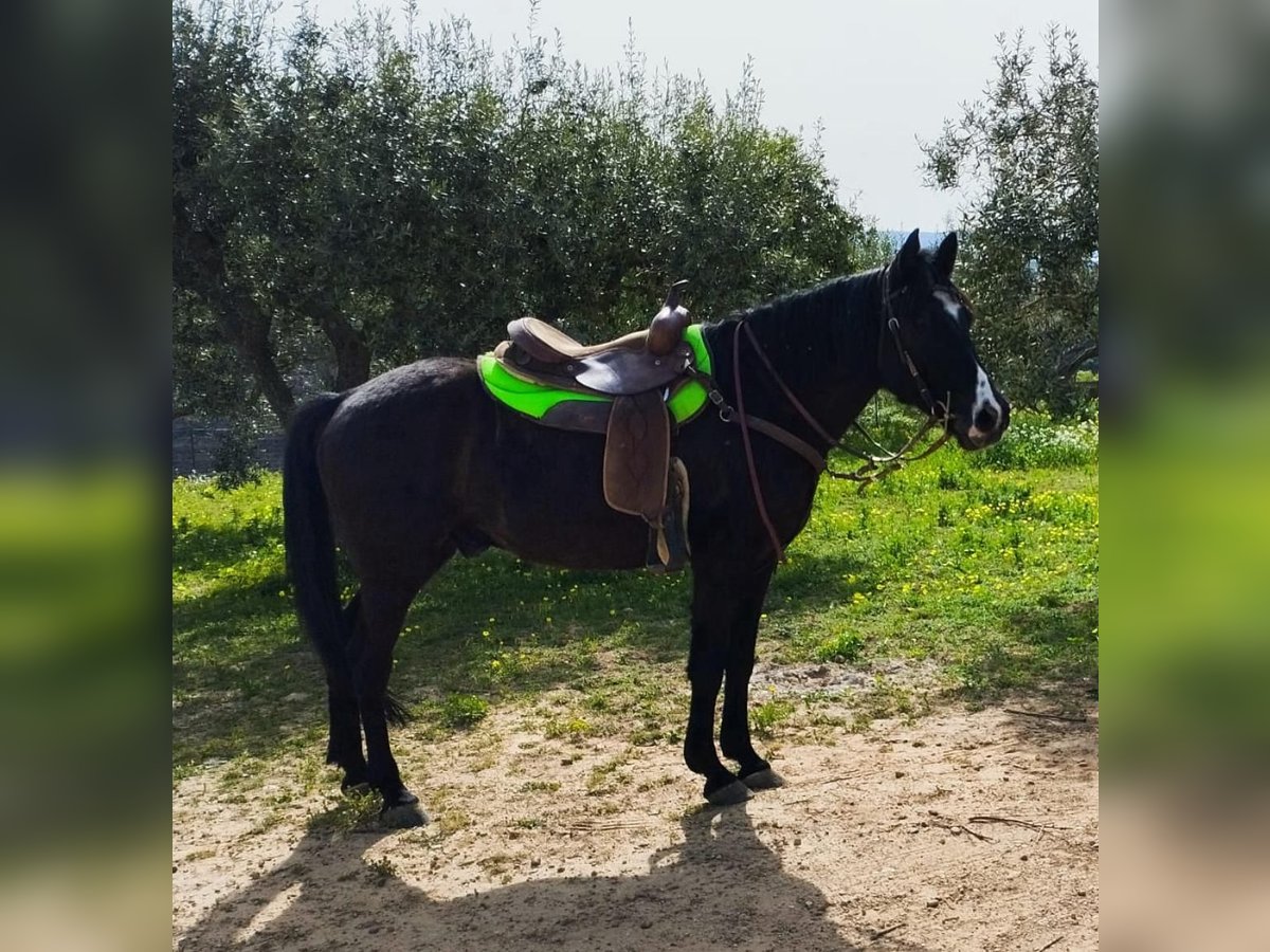 Autres races Hongre 11 Ans 155 cm Noir in Solarino