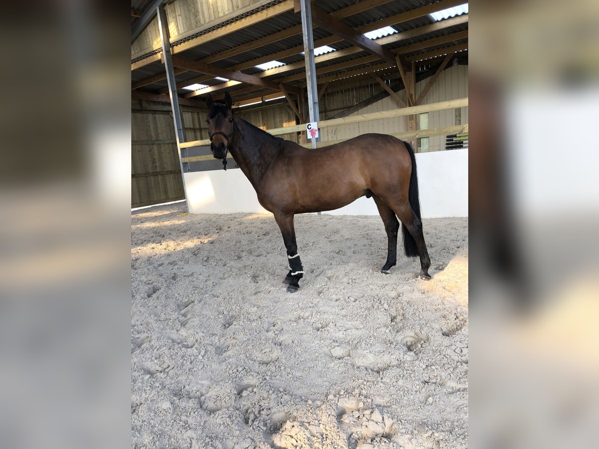 Autres races Hongre 11 Ans 164 cm Bai brun in Morlaix