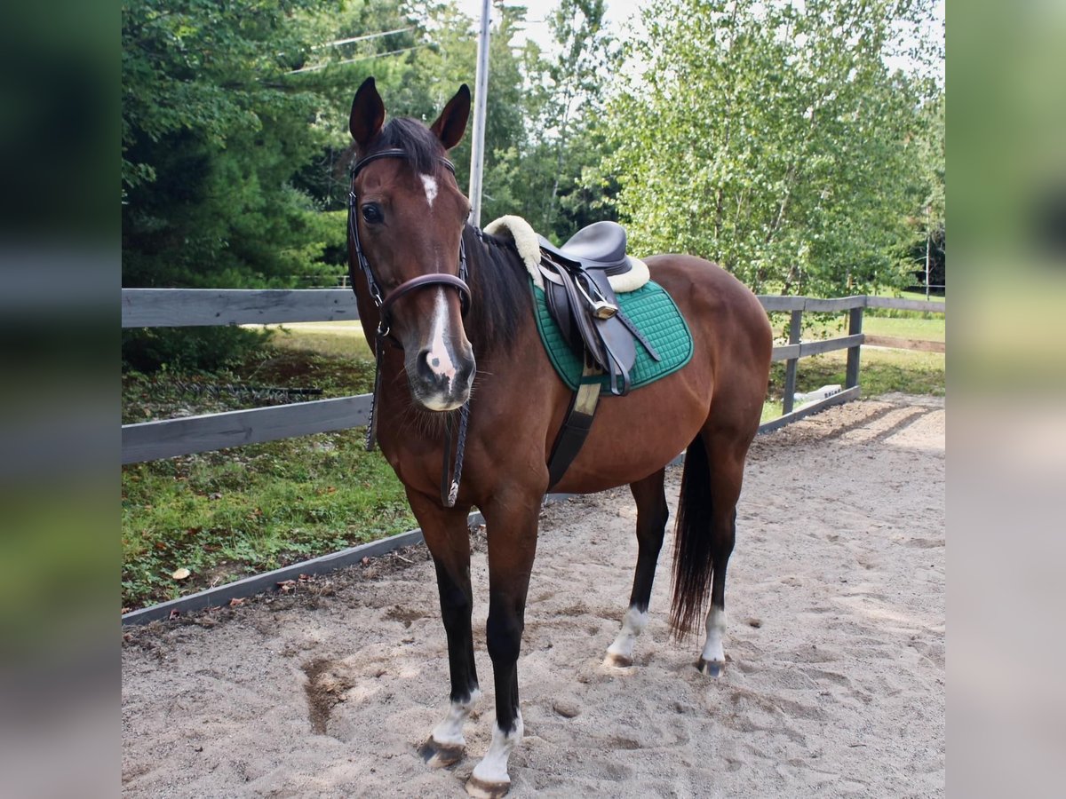 Autres races Croisé Hongre 13 Ans 163 cm Bai cerise in Peterborough