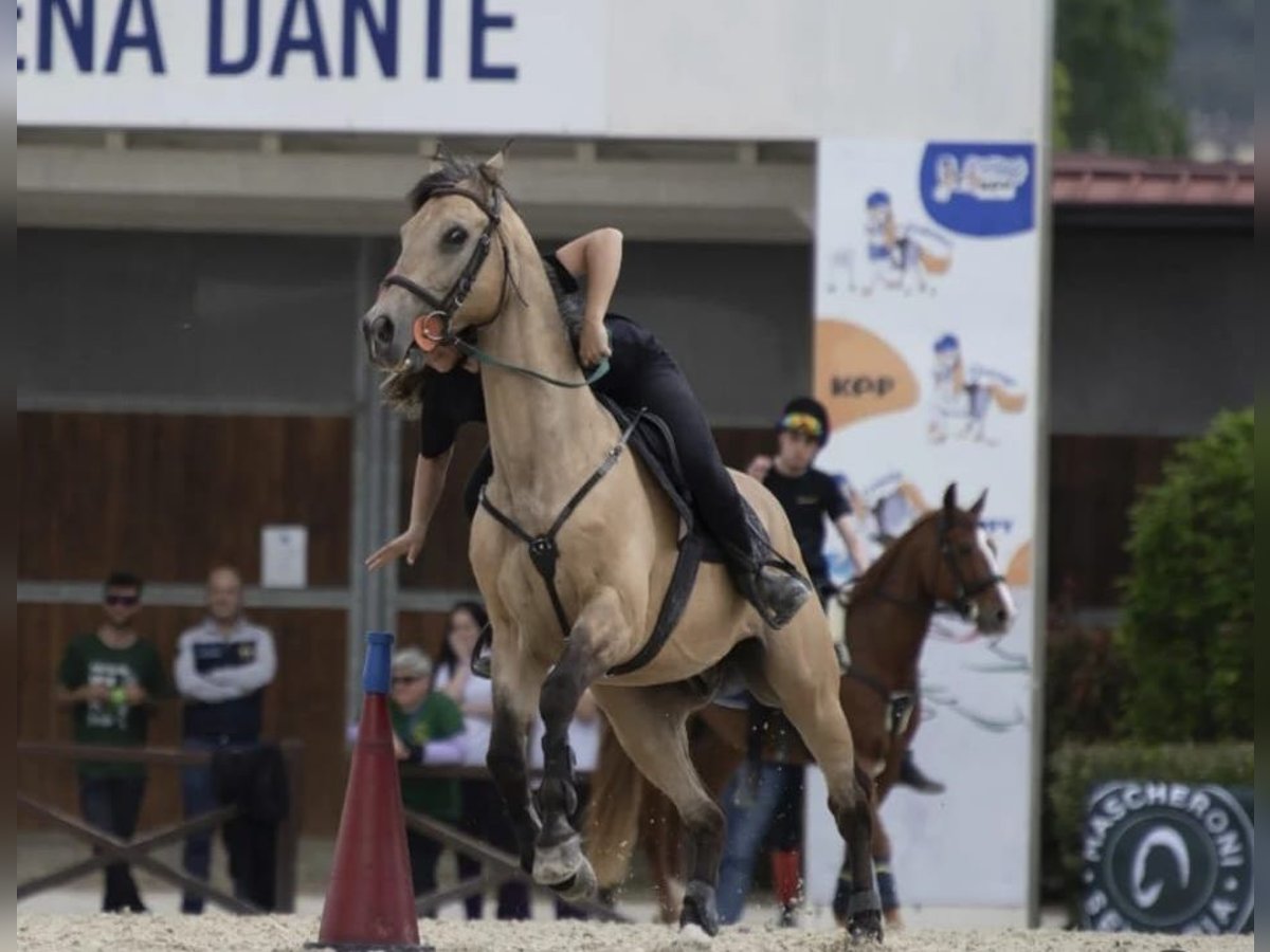 Autres races Hongre 15 Ans 148 cm in Montale Rangone