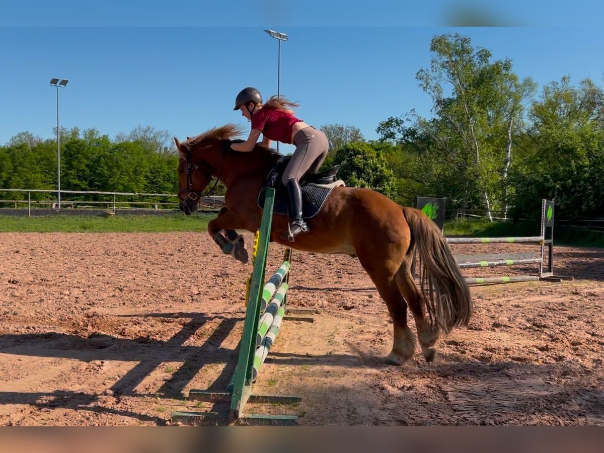 Autres races Hongre 15 Ans 154 cm Alezan in Altleiningen
