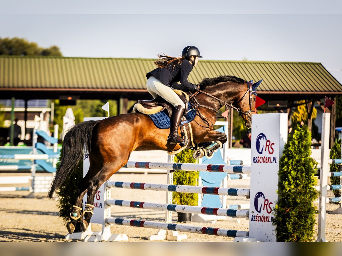 Autres races Croisé Hongre 15 Ans 168 cm Bai in Zaklików