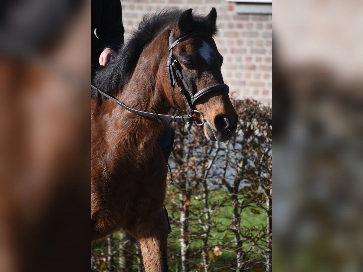 Autres races Hongre 18 Ans 134 cm Bai in Achtmaal