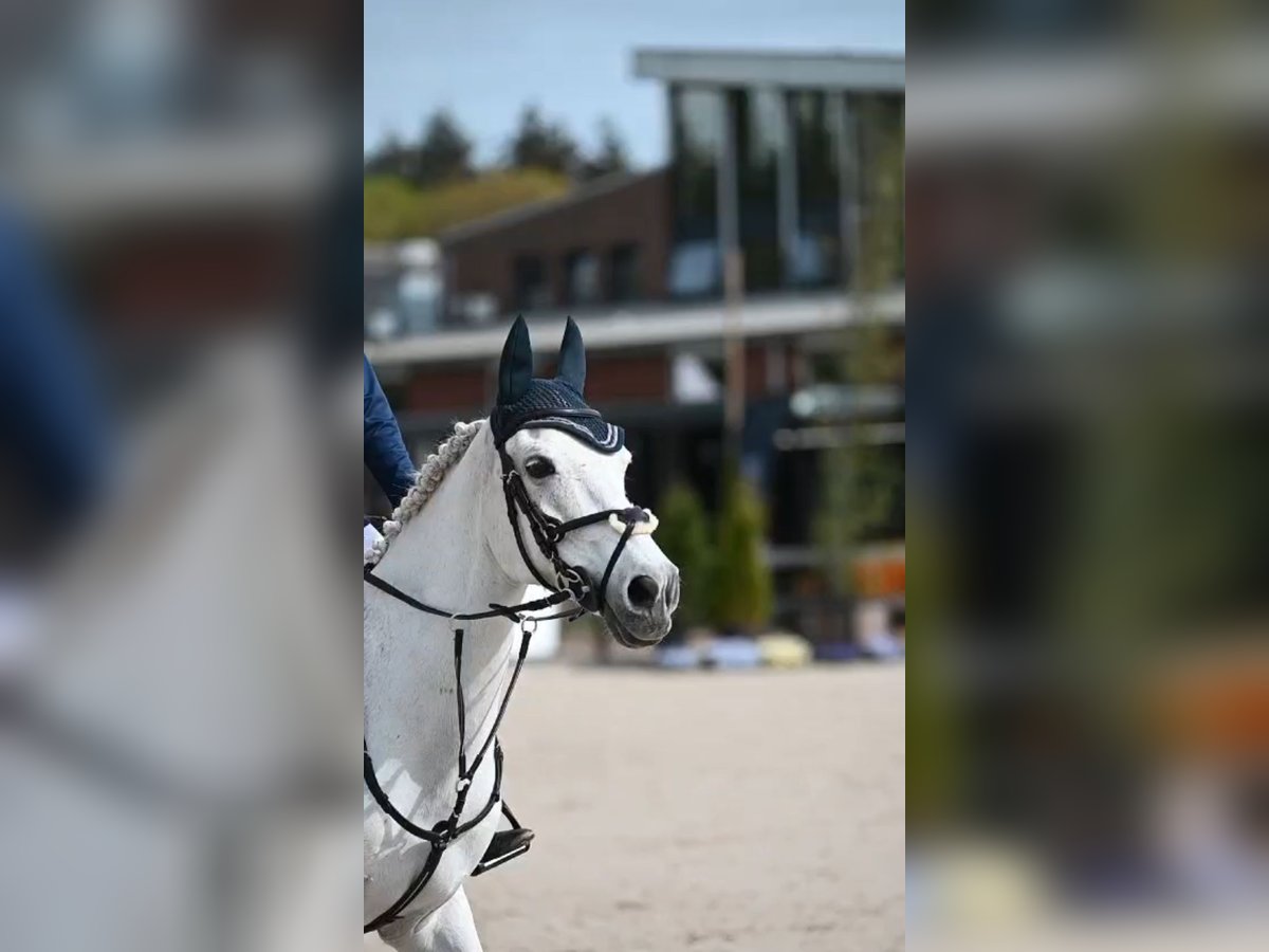 Autres races Croisé Hongre 20 Ans 148 cm Gris in Veldhoven