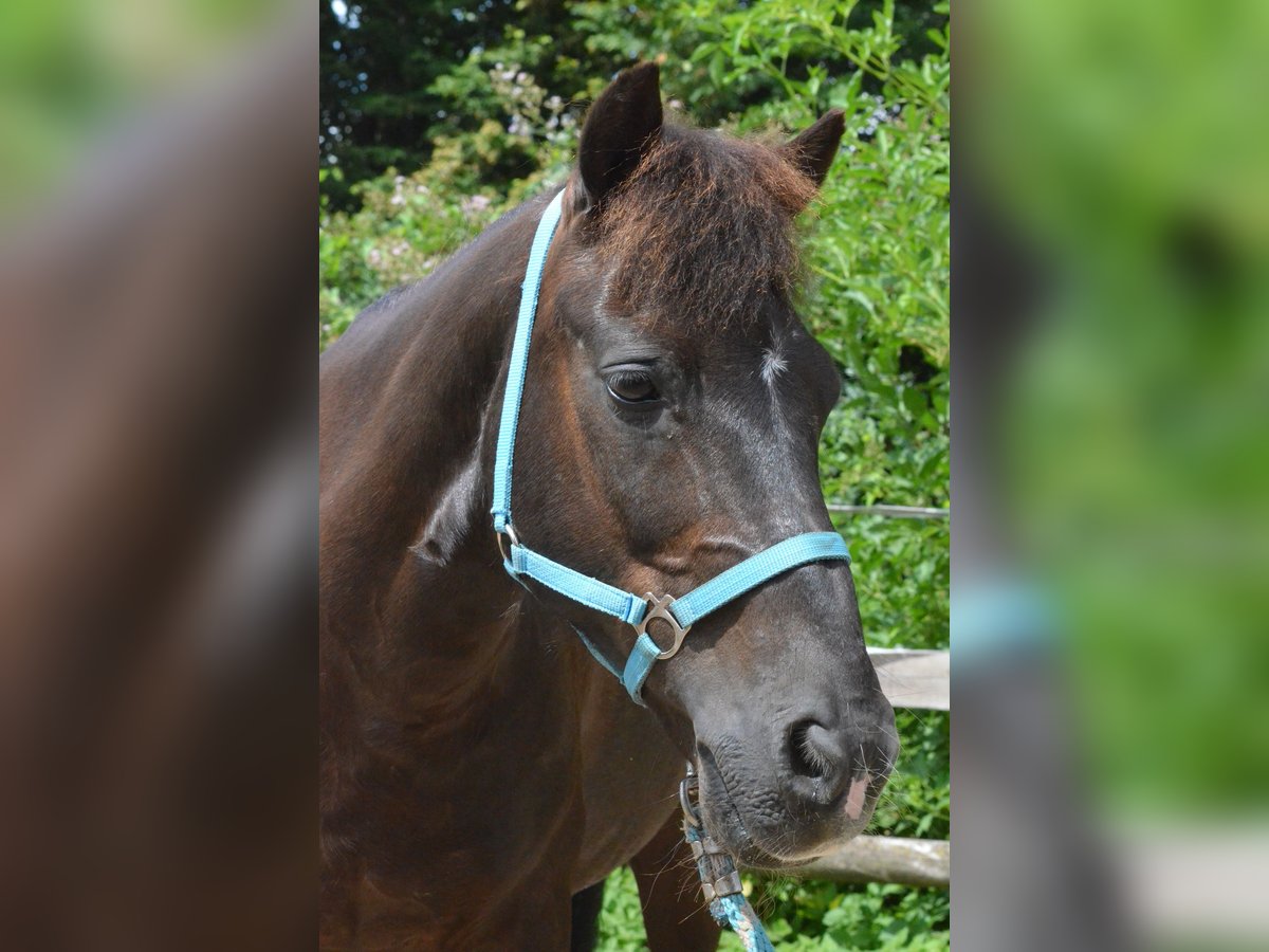 Autres races Hongre 27 Ans 115 cm Noir in Mettmann