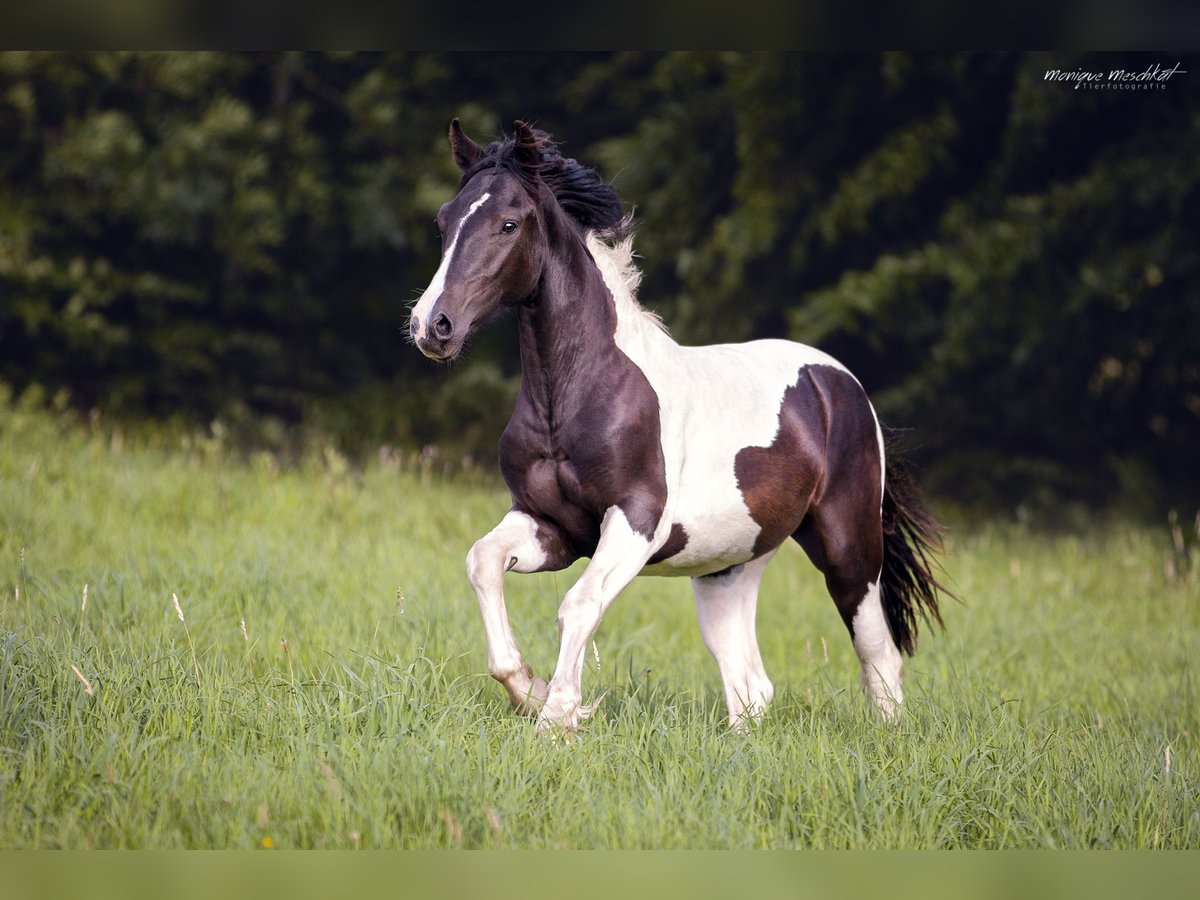 Autres races Croisé Hongre 2 Ans 150 cm Pinto in Fahrenkrug