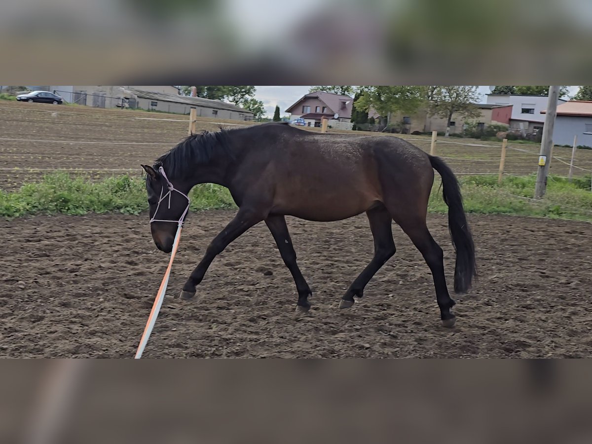 Autres races Croisé Hongre 3 Ans 147 cm Bai brun foncé in Orzechowo