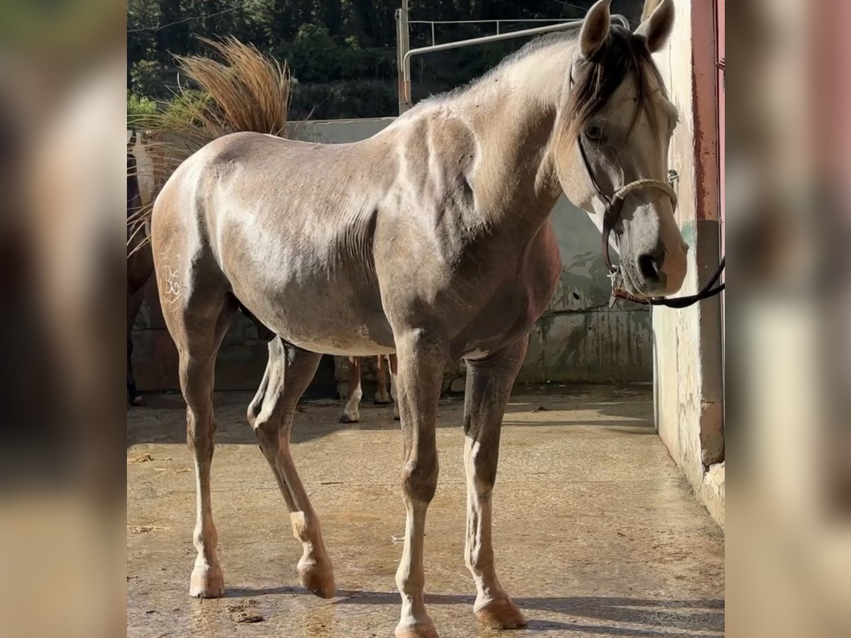 Autres races Croisé Hongre 3 Ans 147 cm Gris in Mijas