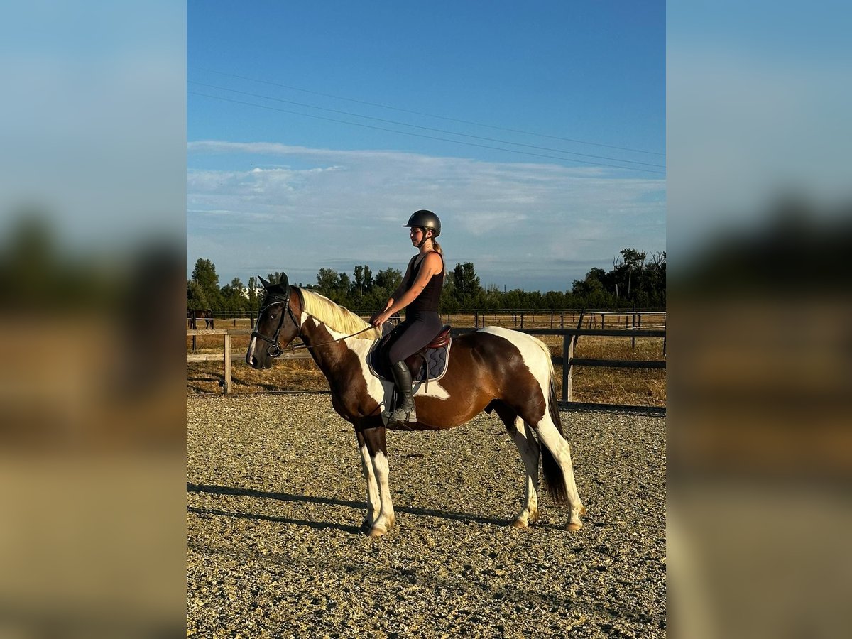 Autres races Hongre 3 Ans 160 cm Pinto in Toulouse