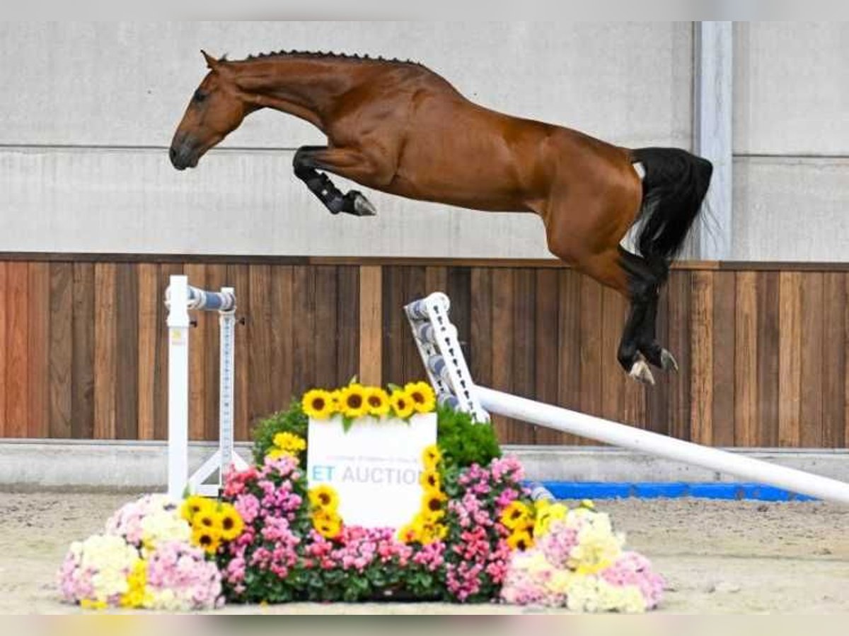 Autres races Hongre 3 Ans 165 cm in Zele