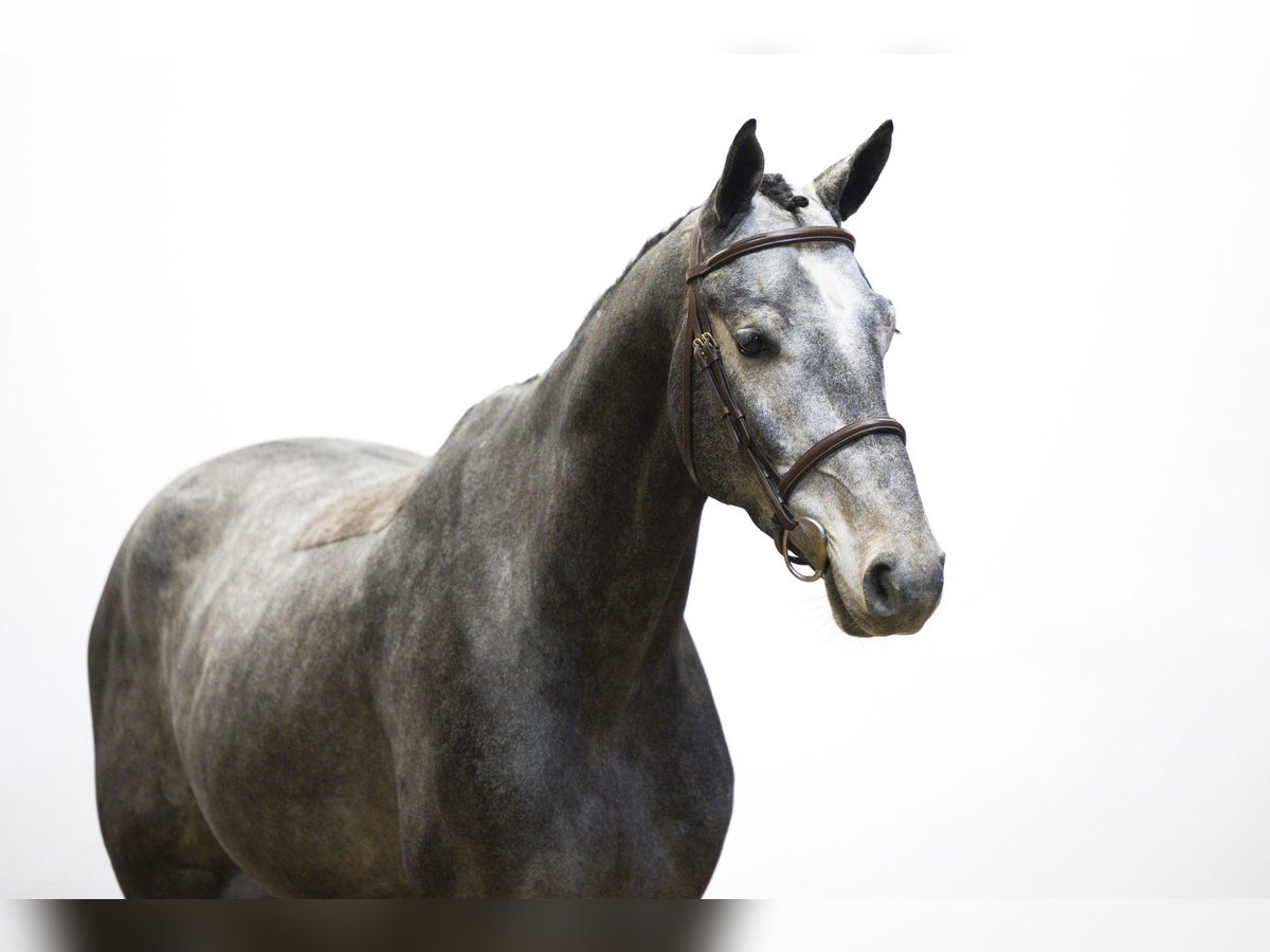 Autres races Hongre 3 Ans 165 cm Gris in Waddinxveen