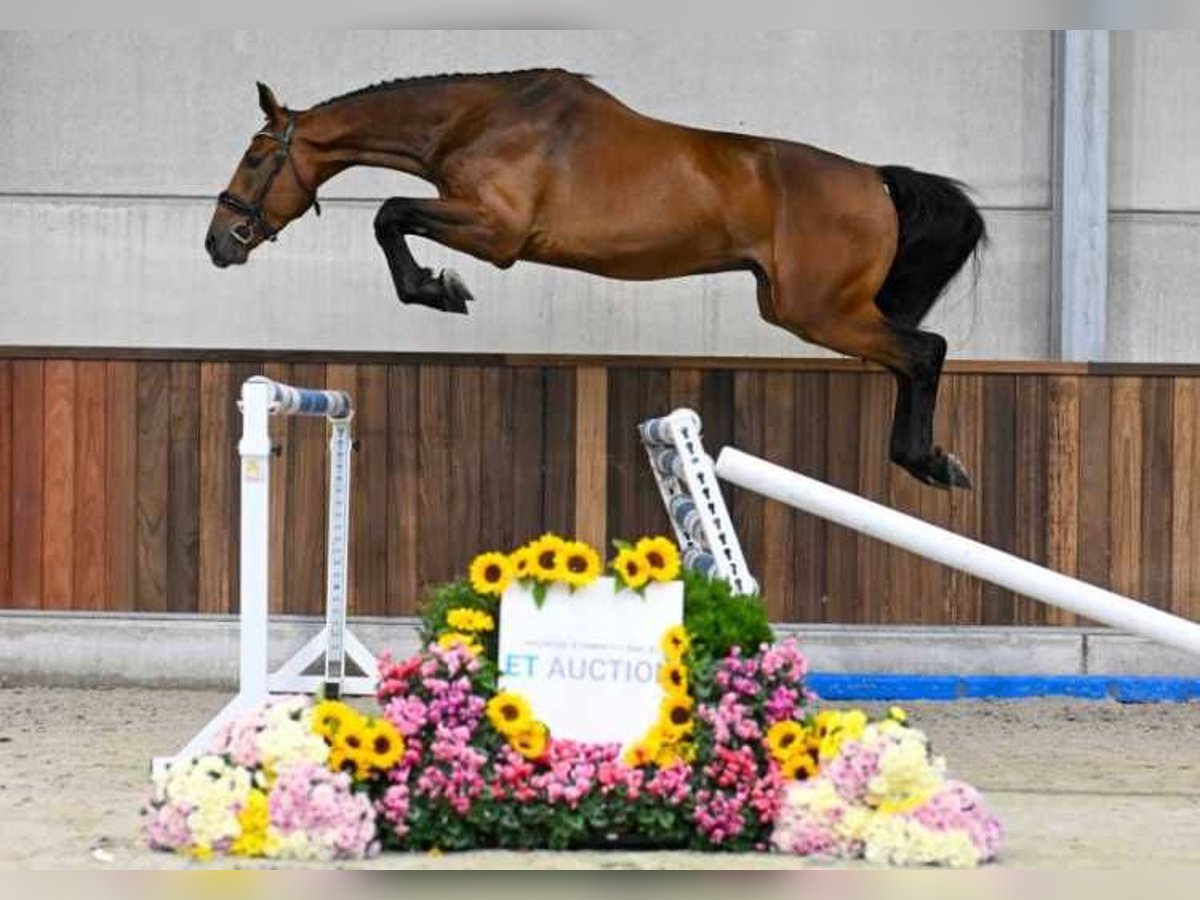 Autres races Hongre 3 Ans 170 cm in Zele