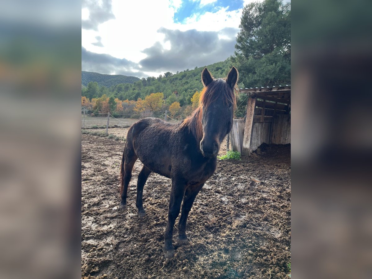 Autres races Hongre 3 Ans Bai brun in Capestrano