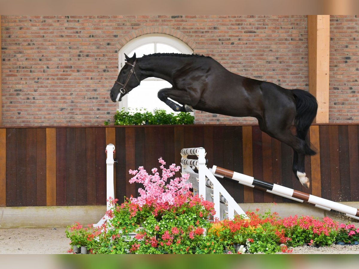 Autres races Hongre 4 Ans 170 cm Noir in Bladel