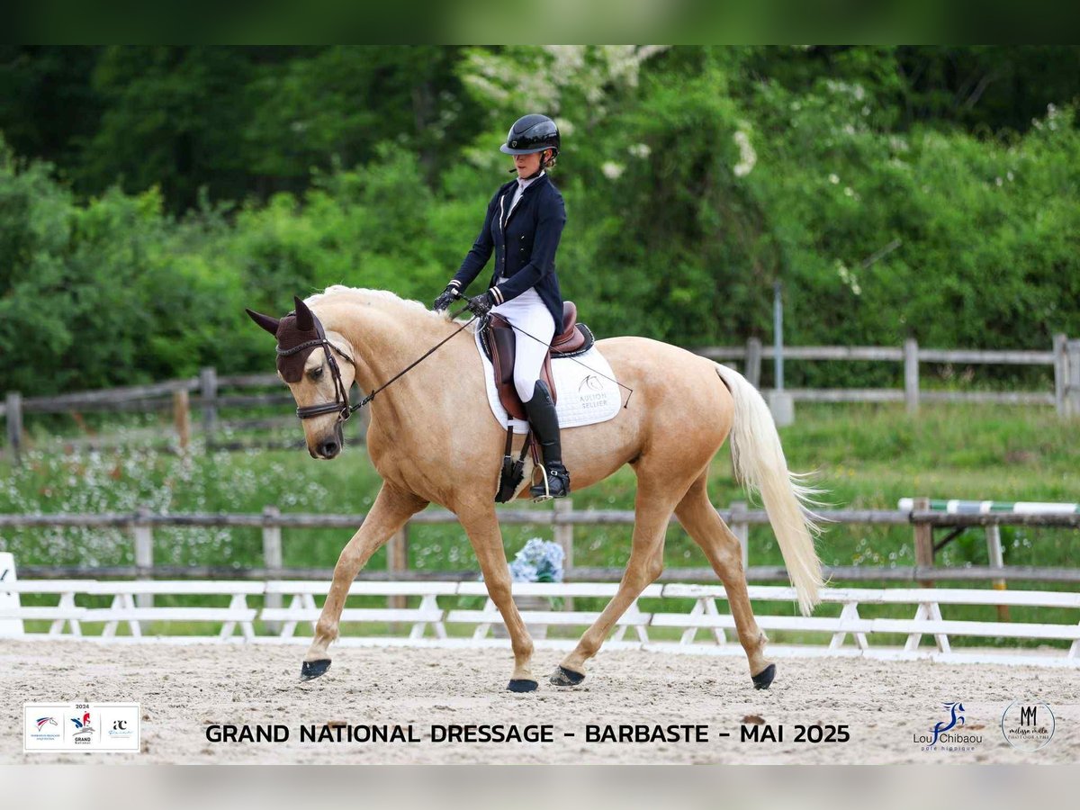 Autres races Hongre 4 Ans 170 cm Palomino in L&#xE9;dat
