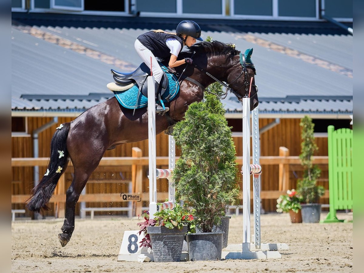 Autres races Hongre 5 Ans 139 cm Bai brun foncé in Braşov