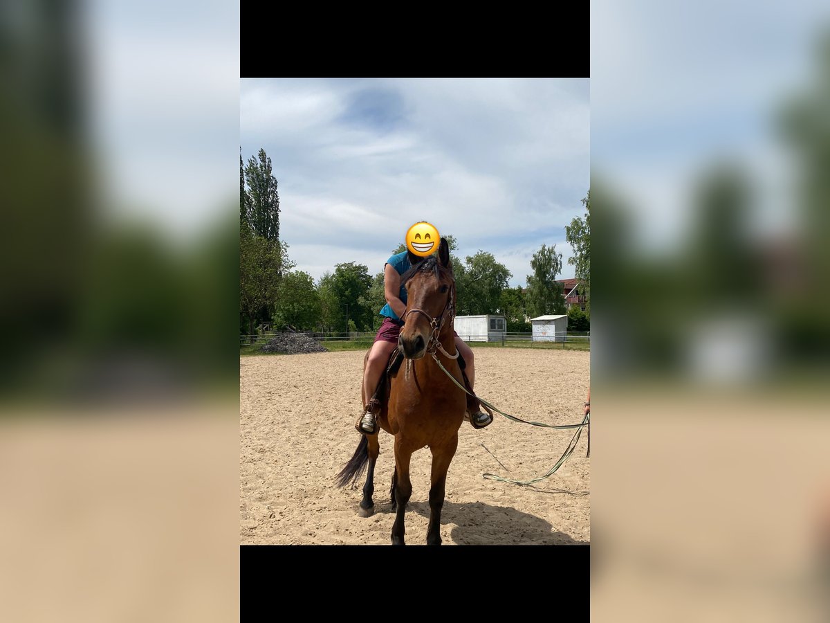 Autres races Croisé Hongre 5 Ans 155 cm Bai in Gem&#xFC;nden (Wohra)