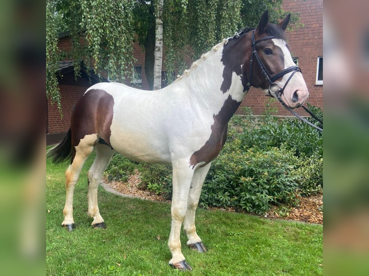 Autres races Hongre 5 Ans 163 cm Pinto in Hopsten
