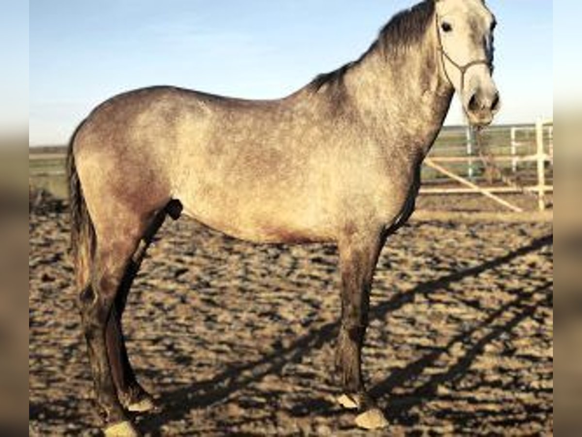 Autres races Croisé Hongre 5 Ans 165 cm Gris in Gijon