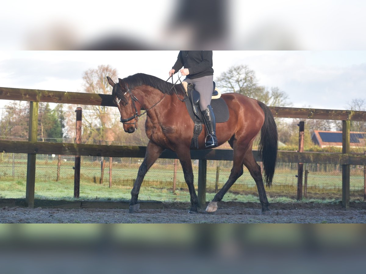 Autres races Hongre 5 Ans 173 cm Bai in Achtmaal