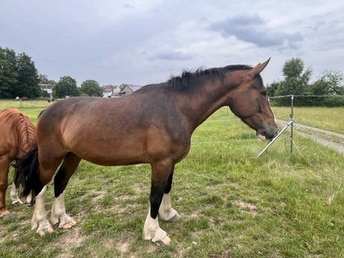 Autres races Croisé Hongre 5 Ans 176 cm Bai in Sonnefeld