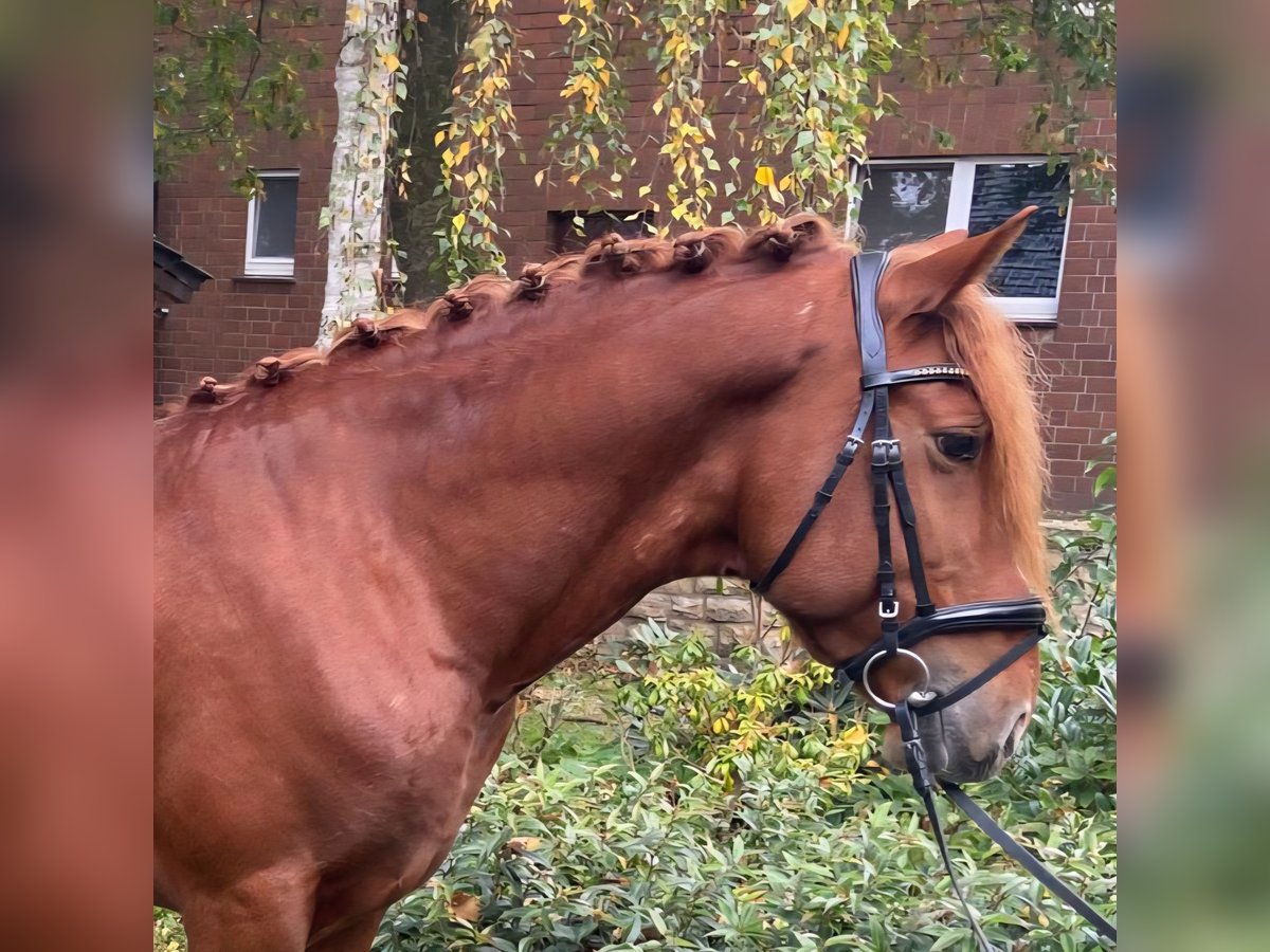 Autres races Hongre 6 Ans 155 cm Alezan in Hopsten