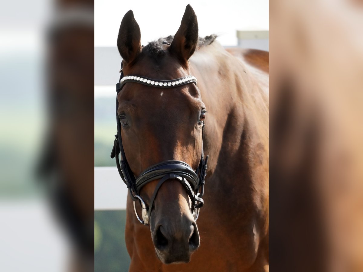 Autres races Hongre 6 Ans 156 cm Bai in Nettersheim