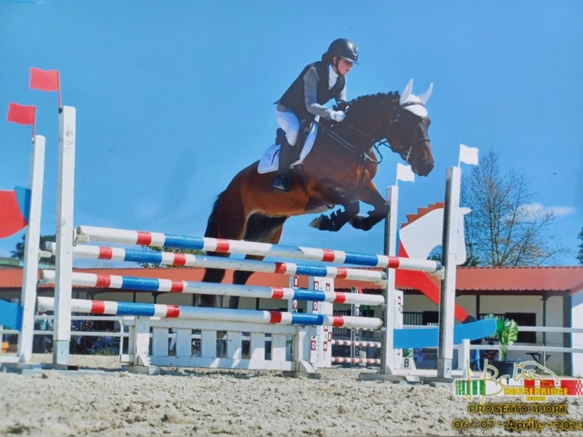 Autres races Hongre 6 Ans 158 cm Bai in Favria